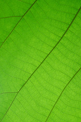 Fototapeta na wymiar The close up or macro of green leaf with lines on the surface in the natural light. 