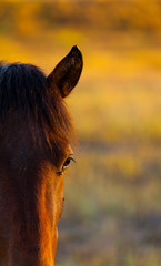HORSE - CABALLO  (Equus ferus caballus), Campanarios de Azaba Biological Reserve, Salamanca,...