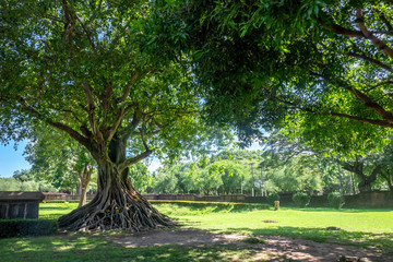 The big shade ficus tree in the summer and big shadow.