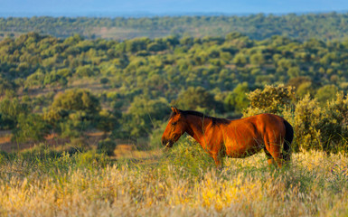 HORSE - CABALLO  (Equus ferus caballus), Campanarios de Azaba Biological Reserve, Salamanca,...