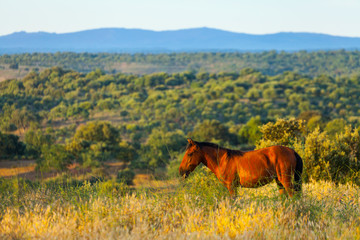 HORSE - CABALLO  (Equus ferus caballus), Campanarios de Azaba Biological Reserve, Salamanca,...