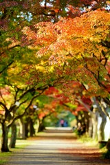 Fototapeta premium 秋の並木道