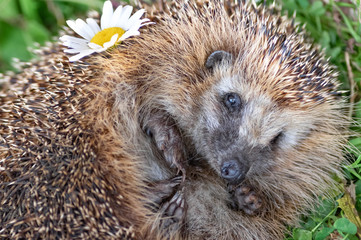 Forest hedgehog on a background of green grass. Hedgehog with a chamomile flower. Close-up....