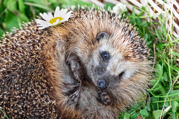 Forest hedgehog on a background of green grass. Hedgehog with a chamomile flower. Close-up. Selective focus.