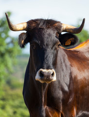 COWS OR CATTLE (Bos taurus o Bos primigenius taurus), Campanarios de Azaba Biological Reserve, Salamanca, Castilla y Leon, Spain, Europe