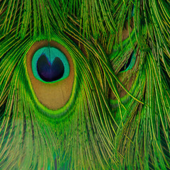 Green feathers in a peacock's tail BACKGROUND