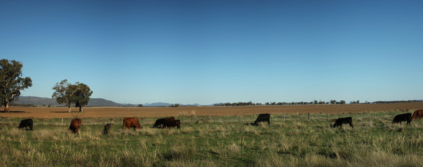 Australian bush cattle being driven along a travelling stock route along a highway looking for feed on the side of the road during drought, rural New South Wales, Australia