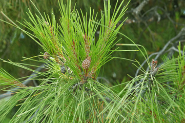 Cones on a pine tree in the garden or forest