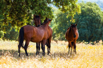 HORSE - CABALLO  (Equus ferus caballus), Campanarios de Azaba Biological Reserve, Salamanca,...