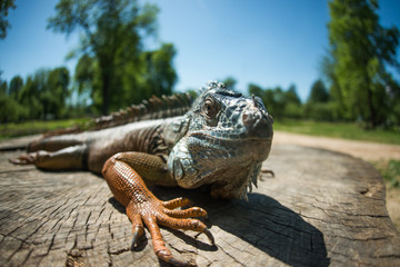  amazing portrait of a big dragon on a stump