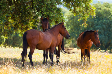 HORSE - CABALLO  (Equus ferus caballus), Campanarios de Azaba Biological Reserve, Salamanca,...