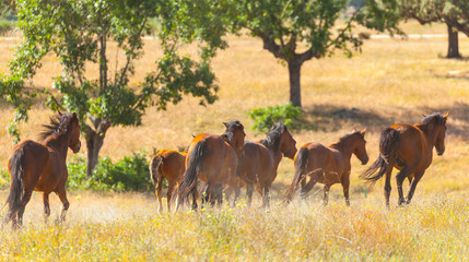 HORSE - CABALLO  (Equus ferus caballus), Campanarios de Azaba Biological Reserve, Salamanca,...