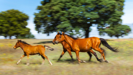HORSE - CABALLO  (Equus ferus caballus), Campanarios de Azaba Biological Reserve, Salamanca,...
