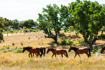 HORSE - CABALLO  (Equus ferus caballus), Campanarios de Azaba Biological Reserve, Salamanca,...