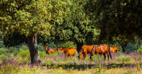 HORSE - CABALLO  (Equus ferus caballus), Campanarios de Azaba Biological Reserve, Salamanca,...