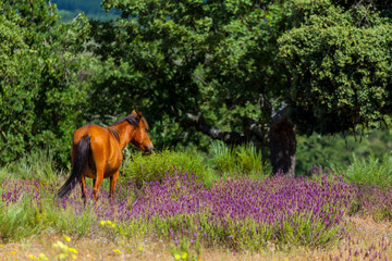 HORSE - CABALLO  (Equus ferus caballus), Campanarios de Azaba Biological Reserve, Salamanca,...