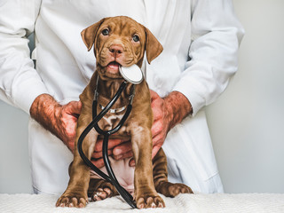 Young, charming puppy of chocolate color at the reception at the vet doctor. Close-up, isolated...