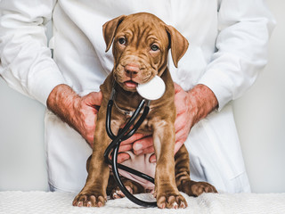 Young, charming puppy at the reception at the vet doctor. Closeup, isolated background. Studio...