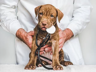 Foto op Plexiglas Young, charming puppy at the reception at the vet doctor. Closeup, isolated background. Studio photo. Concept of care, education, training and raising of animals © Svetlana
