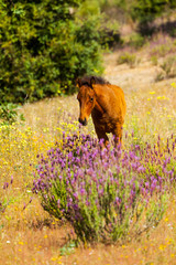 HORSE - CABALLO  (Equus ferus caballus), Campanarios de Azaba Biological Reserve, Salamanca, Castilla y Leon, Spain, Europe