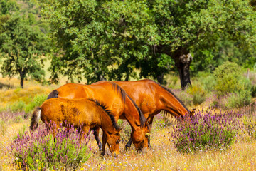 HORSE - CABALLO  (Equus ferus caballus), Campanarios de Azaba Biological Reserve, Salamanca,...