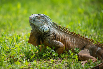  lovely portrait of a green iguana in the grass