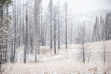 Fototapeta premium Pine trees covered in snow in winter at Grand Teton National Park