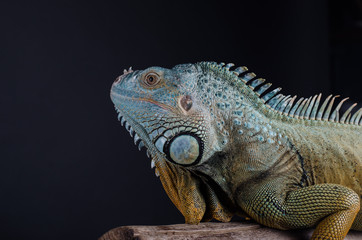 Perfect portrait big green iguana