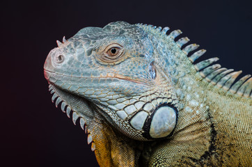 Perfect portrait big green iguana