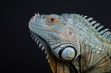 Perfect portrait big green iguana