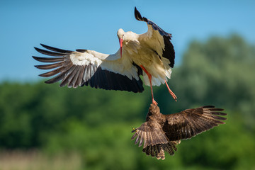 Fight over the meadow in the morning/White Stork