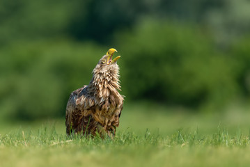 Calling on a meadow in the sun/White-tailed Eagle