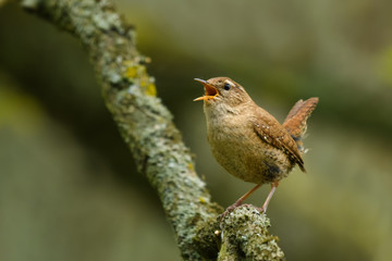 In the spring sun/Eurasian Wren