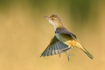 Fototapeta premium On the fly spring/Great Reed-Warbler 