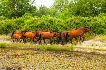 HORSE - CABALLO  (Equus ferus caballus), Campanarios de Azaba Biological Reserve, Salamanca,...