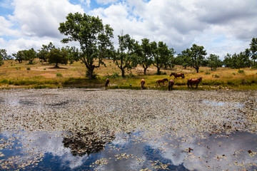 HORSE - CABALLO  (Equus ferus caballus), Campanarios de Azaba Biological Reserve, Salamanca,...