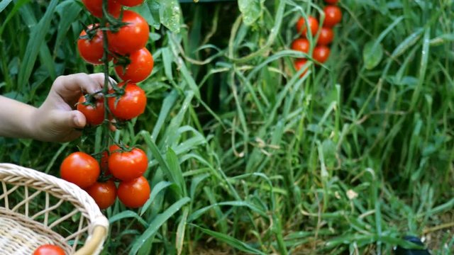 Ripe red tomatoes growing in the garden. Child hand tearing off tomato and folds it into wicker basket.