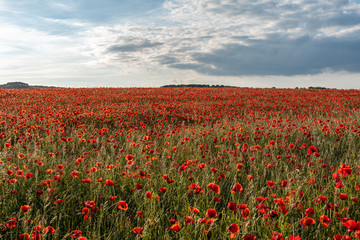 A red poppy field at sunset in the Peak District National park, UK