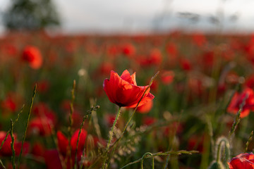 A red poppy field at sunset in the Peak District National park, UK