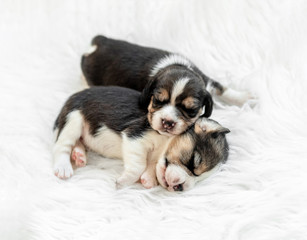 Little beagle pups, sleeping
