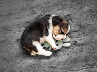 Little cute beagle puppy