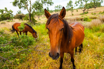 HORSE - CABALLO  (Equus ferus caballus), Campanarios de Azaba Biological Reserve, Salamanca,...