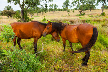 HORSE - CABALLO  (Equus ferus caballus), Campanarios de Azaba Biological Reserve, Salamanca,...