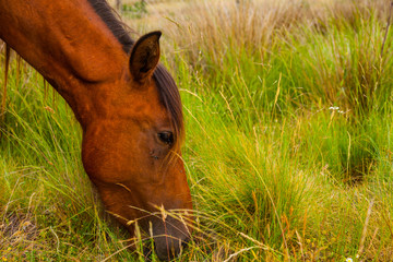 HORSE - CABALLO  (Equus ferus caballus), Campanarios de Azaba Biological Reserve, Salamanca,...