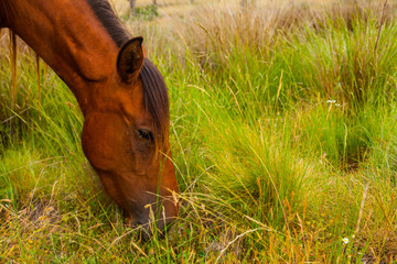 HORSE - CABALLO  (Equus ferus caballus), Campanarios de Azaba Biological Reserve, Salamanca,...