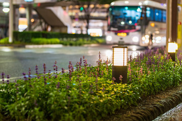 夜の国道沿いに咲く花