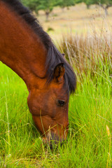 HORSE - CABALLO  (Equus ferus caballus), Campanarios de Azaba Biological Reserve, Salamanca,...