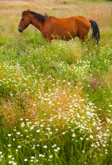 HORSE - CABALLO  (Equus ferus caballus), Campanarios de Azaba Biological Reserve, Salamanca,...