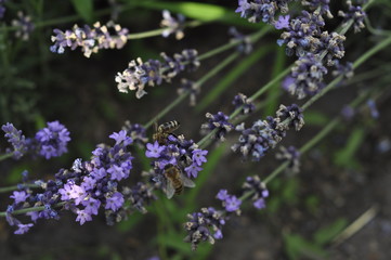 Bee pollinating a lavender flower in a summer flower bed for honey production