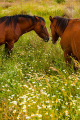 HORSE - CABALLO  (Equus ferus caballus), Campanarios de Azaba Biological Reserve, Salamanca,...